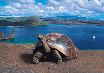 Galapagos